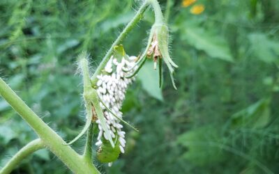 Gardener Story: The Gonsalves Family