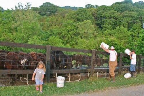 Rocky Field Farm, Greene County, is a working beef farm with Century Farm status, protected under conservation easement in 2009.