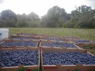 Middle Creek Blueberry Farm image