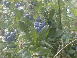 Middle Creek Blueberry Farm image