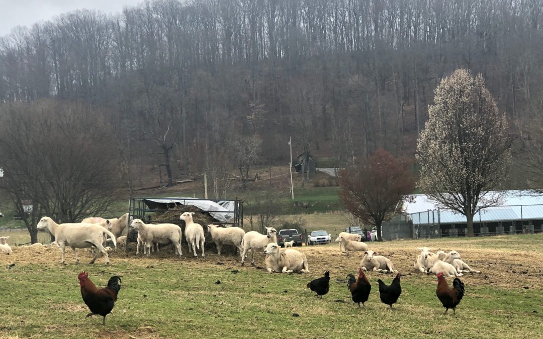 Counting Sheep at Clover Creek: Small Ruminants at Field School March 17th